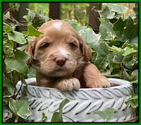 Rosie Gambler 3 WK OLD pups 151