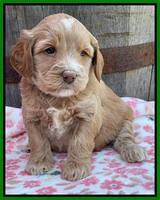 Rosie Gambler 4 WK OLD pups 141