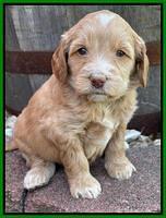 Rosie Gambler 4 WK OLD pups 151
