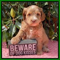 Rosie Gambler 5 WK OLD pups 191