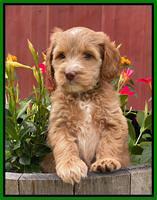 Rosie Gambler 6 wk old 221