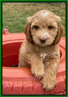 Rosie Gambler 7 wk old 281