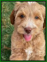 Rosie Gambler 7 wk old 301