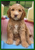 Rosie Gambler 7 wk old 311