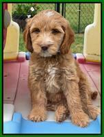 Rosie Gambler 7 wk old 321
