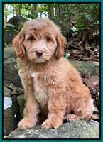 Rosie Gambler 8 wks old 13103321