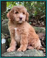 Rosie Gambler 8 wks old 14103321