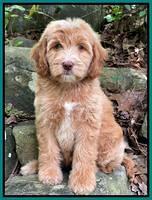 Rosie Gambler 8 wks old 15103321