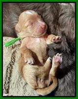 Rosie Gambler ONE WK OLD pups 171