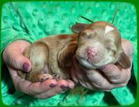Rosie Gambler ONE WK OLD pups 191