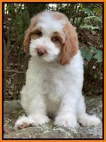 Michel family: “Bunker”8 week wt: 10 lbs 10 oz caramel parti