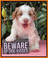 Rosie Gambler 5 WK OLD pups 261