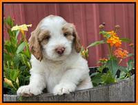 Rosie Gambler 6 wk old 521