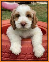 Rosie Gambler 7 wk old 671
