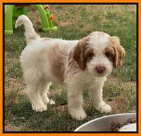 Rosie Gambler 7 wk old 711