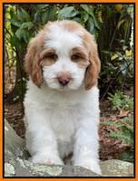 Rosie Gambler 8 wks old 1332