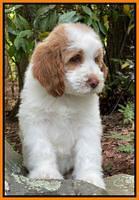 Rosie Gambler 8 wks old 2332