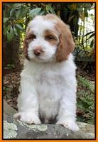 Rosie Gambler 8 wks old 3332