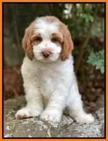 Rosie Gambler 8 wks old 7332