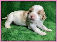 Rosie Gambler 2 WK OLD pups 21
