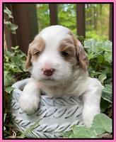 Rosie Gambler 3 WK OLD pups 11