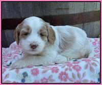 Rosie Gambler 4 WK OLD pups 31