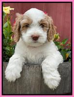 Rosie Gambler 6 wk old 11