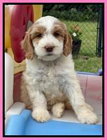 Rosie Gambler 7 wk old 41