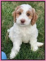 Rosie Gambler 7 wk old 51