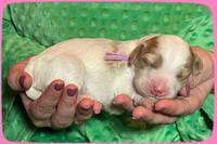 Rosie Gambler ONE WK OLD pups 41