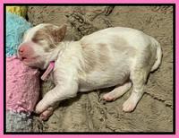 Rosie Gambler ONE WK OLD pups 71