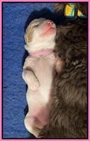 Rosie Gambler ONE WK OLD pups 81