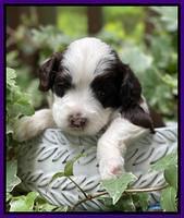 Rosie Gambler 3 WK OLD pups 71