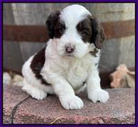 Rosie Gambler 4 WK OLD pups 101