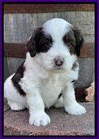 Rosie Gambler 4 WK OLD pups 61