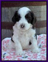 Rosie Gambler 4 WK OLD pups 91