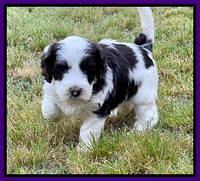 Rosie Gambler 5 WK OLD pups 81