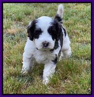 Rosie Gambler 5 WK OLD pups 91