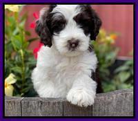 Rosie Gambler 6 wk old 101