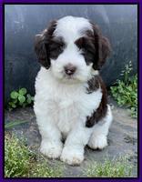 Rosie Gambler 6 wk old 111