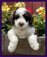 Rosie Gambler 6 wk old 121