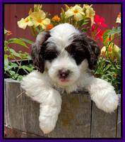 Rosie Gambler 6 wk old 141