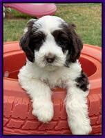 Rosie Gambler 7 wk old 131