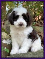 Rosie Gambler 8 wks old 121
