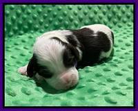 Rosie Gambler ONE WK OLD pups 121