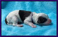 Rosie Gambler newborn pups 91