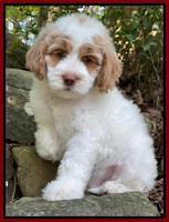 Reinke family:  8 week wt: 8 lbs 5 oz Caramel parti