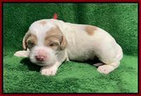 Rosie Gambler 2 WK OLD pups 141