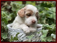 Rosie Gambler 3 WK OLD pups 271