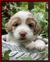 Rosie Gambler 3 WK OLD pups 291